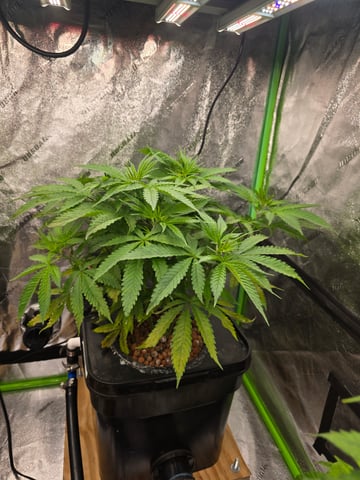 Growing — flower, day 69