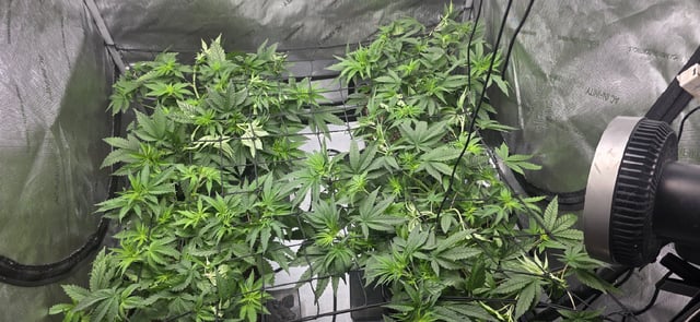 Lime Rian. — vegetative, day 44