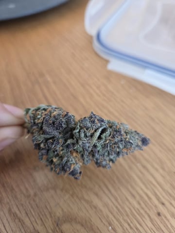 Special Kush#1 and Purple Queen Auto  — harvest, day 155