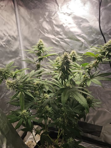 Jenny Kush photoperiod — flower, day 122