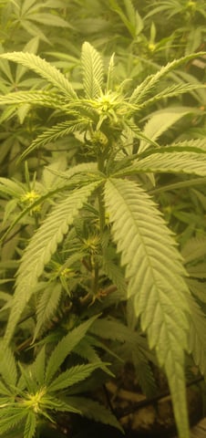 Organic Grow — flower, day 10