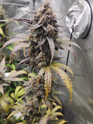 Another round of Mephisto Genetics from Schoolyard Crush and Do-si-delirium drops. — flower, day 74