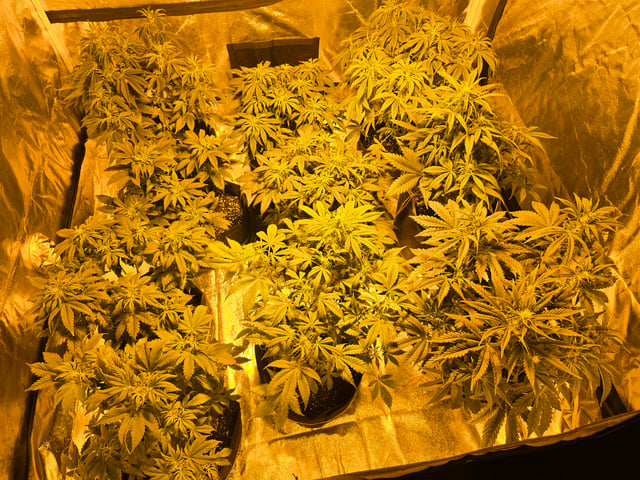 2nd Autoflower Indoor Grow — flower, day 43