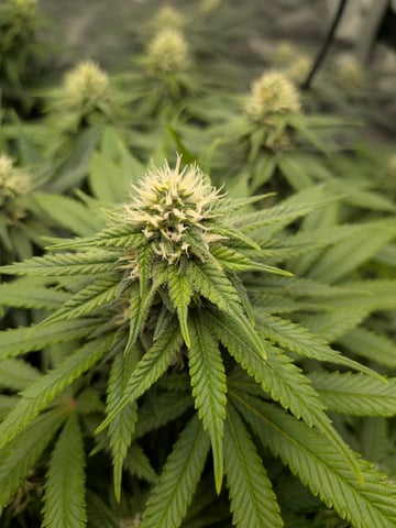 Apollo And Orange Creampop — flower, day 5