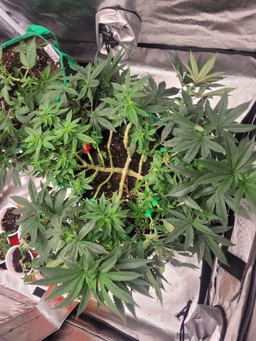 herbies free seed — vegetative, day 70