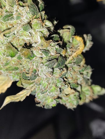 Athena Run  — harvest, day 119