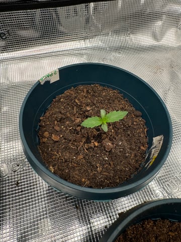 Grow Number 2 — seedling_rooting, day 6