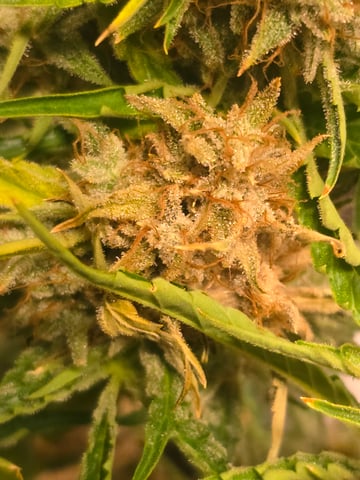 First Autoflower Indoor — harvest, day 36