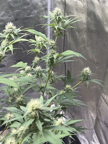 Humboldt, Hella Jelly. Jelly Donut  — flower, day 70