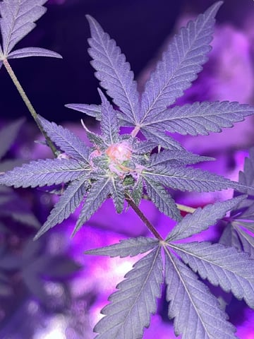 First attempt grow 😶‍🌫️ — flower, day 113