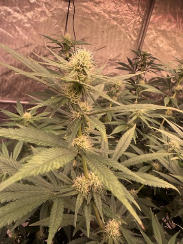 Start over! — flower, day 76