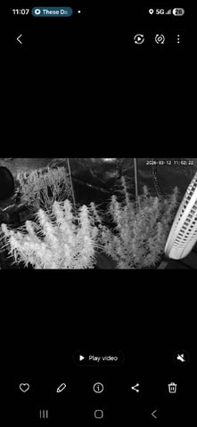 Seedman mix auto & seedman mix auto & GodFather OG — flower, day 82