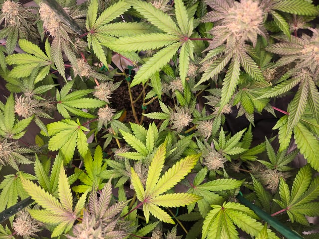 Looking for advice! — flower, day 82