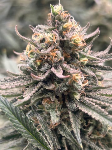 zunami s1 grounded genetics  — flower, day 87