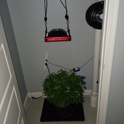 FKAFL — flower, day 102