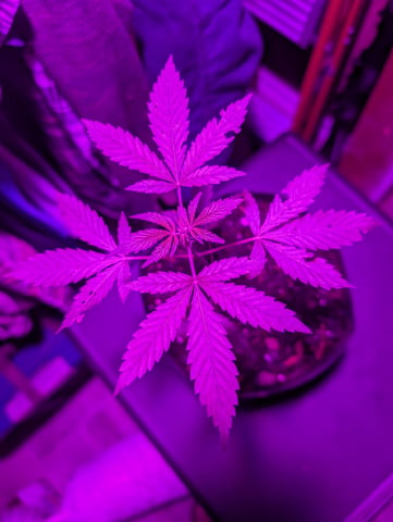 Country Boy — vegetative, day 24