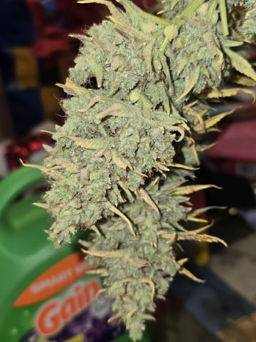 3rd Auto Grow — flower, day 122