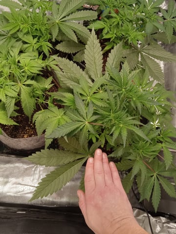 critical purple kush x peyote wifi  in the auto pot system tray 2 grow with added microhazian to the coco coir  — vegetative, day 37