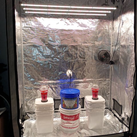 TentPlantLightFan — germination, day 2