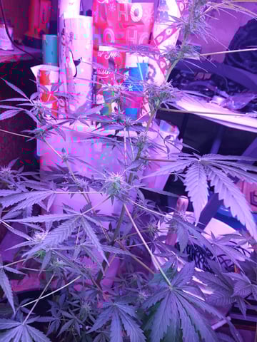 aurora auto — flower, day 68