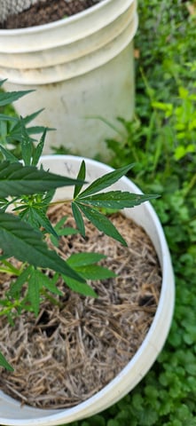 girl scout cookies (auto) — flower, day 67