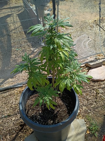 Time to flip the mothers — flower, day 1