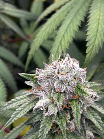 Pink Passion Fruit — flower, day 93