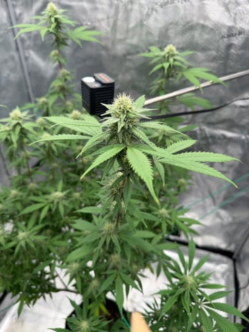  Apple fritter  Clones round two — flower, day 194