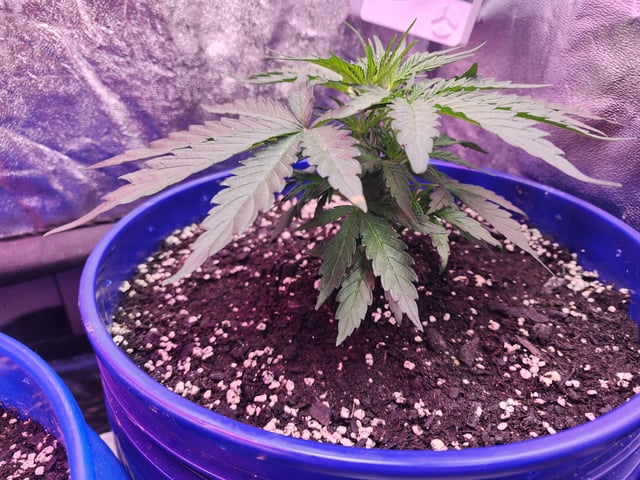 Grow 1Zkittles OGx2 & PEx1 — vegetative, day 29