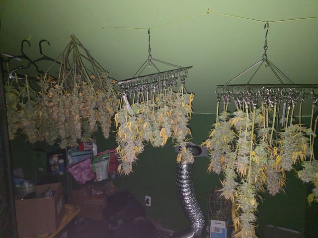Autos — harvest, day 85