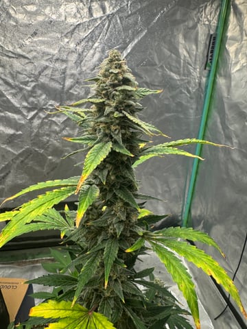 white runtz auto flower — flower, day 69