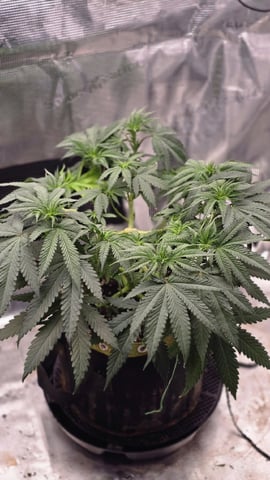 mc nuggets r1 — flower, day 51