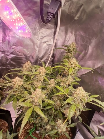 5 — harvest, day 43