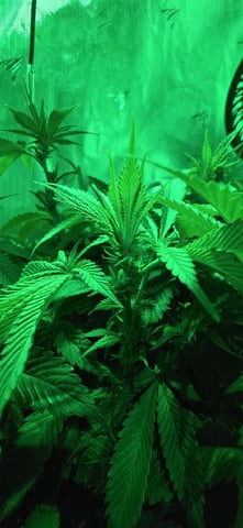 Ace Killer OG — flower, day 39