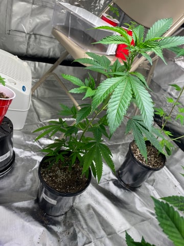 The start up — seedling_rooting, day 14