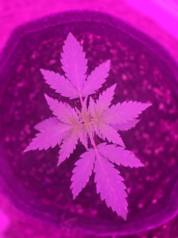 First Grow — vegetative, day 18