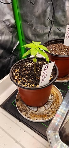 Here We Grow... — seedling_rooting, day 18