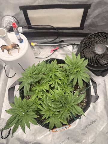 BloodMoon Gelato — vegetative, day 43