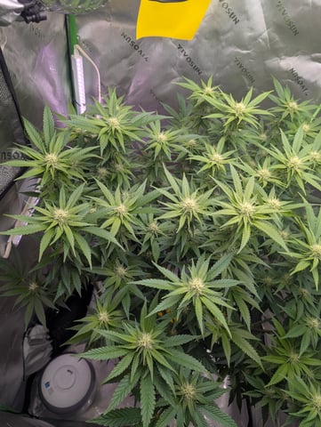 Golden Goat — flower, day 7