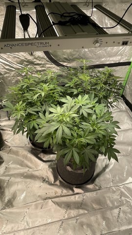 Clones GodFather OG Clones — flower, day 57