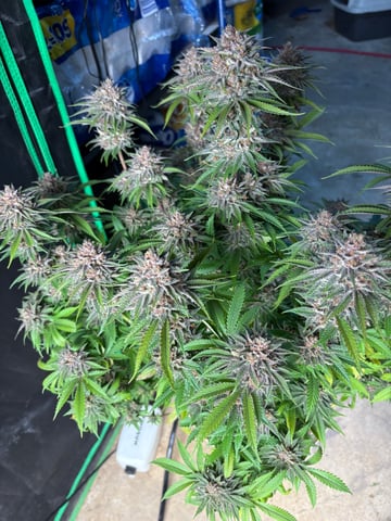 second grow — flower, day 78