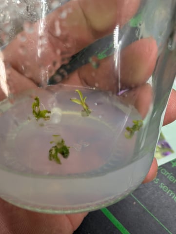 Plant in a test tube — seedling_rooting, day 110