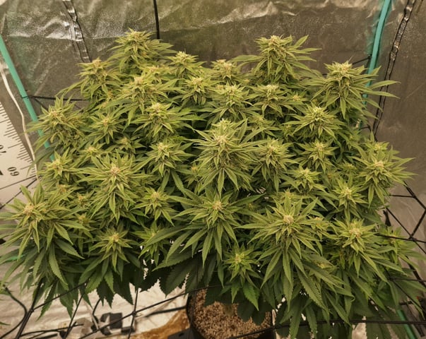 Gorilla Girl Autopot — flower, day 152