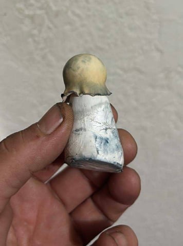 First magic mushroom grow — flower, day 73