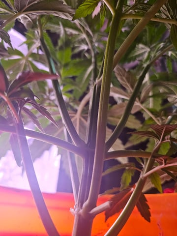 gary poppins — flower, day 40