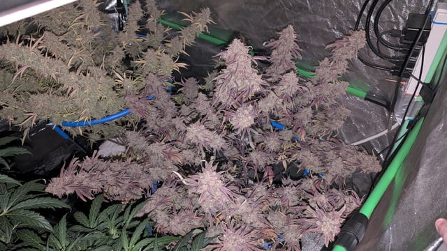 Perpetual Autoflower Mixed Grow #3 — flower, day 95
