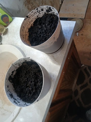 veve — germination, day 3