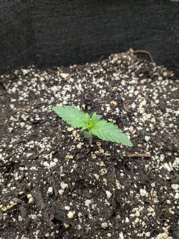 first grow — seedling_rooting, day 4