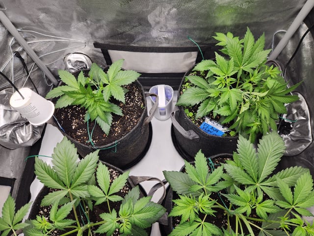 Mephisto's Flava Flav (Grape Crush x Guava Fig) — vegetative, day 33