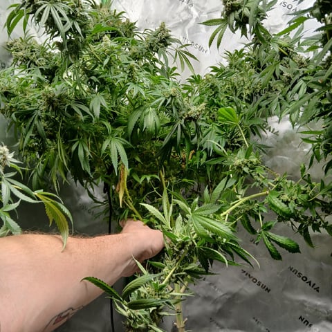 run #3 — harvest, day 110